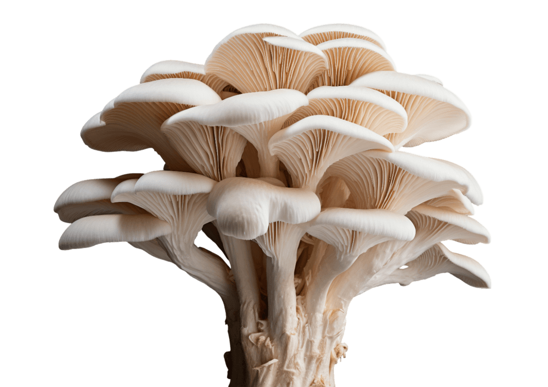 Fresh Oyster Mushrooms